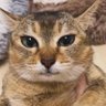 Profilbild von Aman Nasilemak