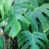 Heuchera Firefly's profile picture