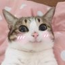 94533 的头像