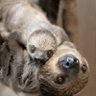 gratefulsloths's profile picture