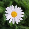Profilbild von Pelena