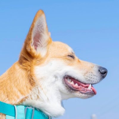 Corgi_Hanpen's profile picture