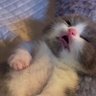 Sugar Rush's profile picture