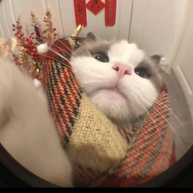 xiaohuli_nice's profile picture