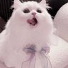 きゃすけ's profile picture
