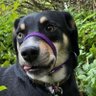 Sour Lori's profile picture