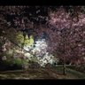 ミルフィーユ 的头像