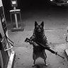 Türkmenelililili🐺's profile picture