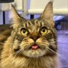 Kitty Kookarella's profile picture