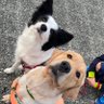 犬姉弟's profile picture