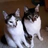 Фото профиля 猫2匹トラック野郎