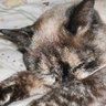 町の猫 profil fotoğrafı