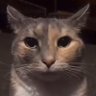 Odysseus's profile picture