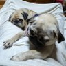 トニYuji2 profil fotoğrafı