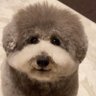 マクシミリアン15世【マク爺】 的头像