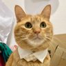 こいもちゃん🐈 profil fotoğrafı