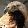 العراقي profil fotoğrafı