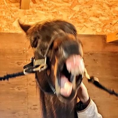 狩蘆(カリョーシャ)@🐴写真垢's profile picture