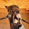 狩蘆(カリョーシャ)@🐴写真垢 profil fotoğrafı
