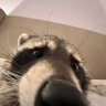 Dug profil fotoğrafı
