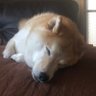 まいらぶりーわんこ's profile picture