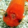Фото профиля NEMO