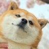 シマクン's profile picture