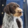 Cricket Noem's profile picture
