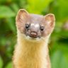 WeaselBuddy93's profile picture