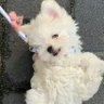 扣口扣口扣死谁了's profile picture