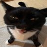dicktator's profile picture