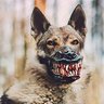 Oxylo 😷's profile picture