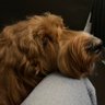 Фото профиля Menschadoodle