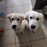 BEA (Alida) profil fotoğrafı