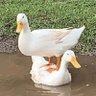 Фото профиля Top Duck