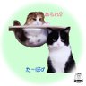 スコティッシュ あられとたーぼ's profile picture