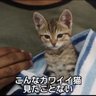 ねず 的头像