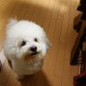 具のないおにぎり 的头像