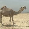 نـجـد profil fotoğrafı