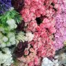 Фото профиля ورد 💐
