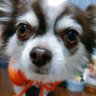 🦌yuki🦌 profil fotoğrafı