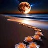 🌹السامر 🌹's profile picture