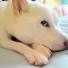 ichi(ピノ家)(Shika家) profil fotoğrafı