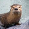Bruneau Marc 亀 🐟 profil fotoğrafı