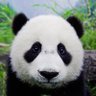Profilbild von BambooRebel
