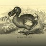 Yodysseus's profile picture