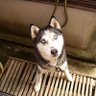 うつのみやのしか 的头像
