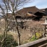 tk@sho 的头像