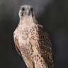 ABDULAZIZ | الـمـعـاوي . profil fotoğrafı