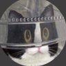 ねこのだり🇯🇵's profile picture